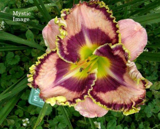 mystic imagef